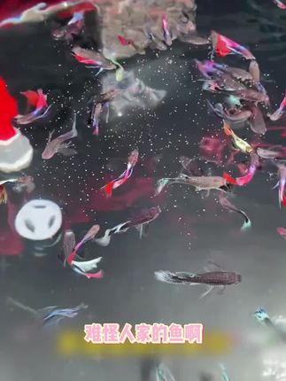 缓沉型高蛋白鱼粮