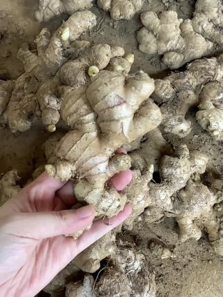 七夕不要知道送花!想给 TA 实在爱 不如动手煮杯暖乎乎的有机姜茶 淡淡姜香搭配柠檬清爽 带着温度的小心意 比啥都贴心