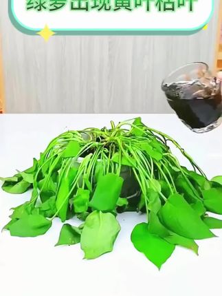 绿萝黄叶掉叶,给它浇这种水很快枝繁叶茂