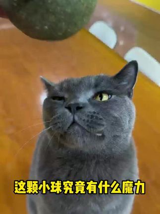 猫咪疯抢!超大猫薄荷球,解闷神器在家也能嗨翻天 家里养了只小猫,每天在家无聊又闹腾?试试这款解闷好物!#猫咪#萌宠好物#萌宠#逗猫神器#萌宠有自己的阿贝贝