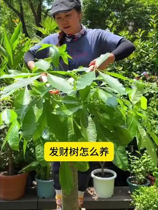 适合懒人用的植物再生剂,不用兑水稀释,直接插土里就可以 #园艺 #养花达人#绿植花卉#室内绿植