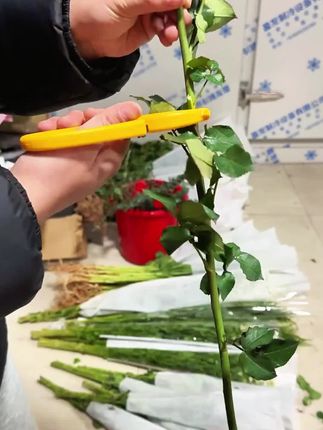 这把一体式打刺剪,花店必备的打刺剪枝神器!价格也很划算,,真的太方便了!#花艺资材 #花店用品 #打刺剪 #花艺剪
