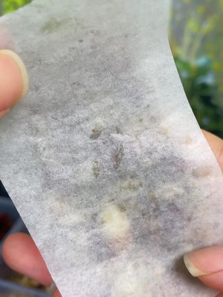 一口下去满满都是坚果的糕点你吃没吃过啊?每天来两块营养又管饱