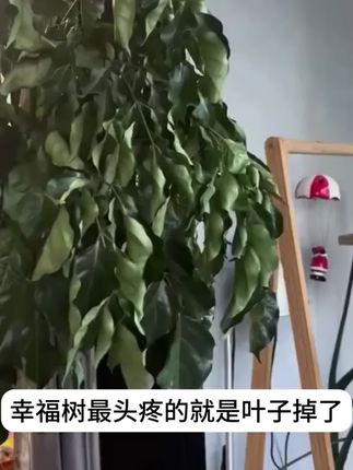 幸福树只要得到满足才不会黄叶掉叶,给它浇这种水,很快枝叶油绿冒新芽还爱开花!