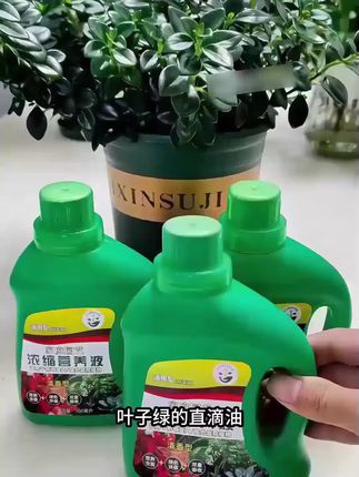 植物不开花,你就给它用这个水,很快枝繁叶茂花满盘!