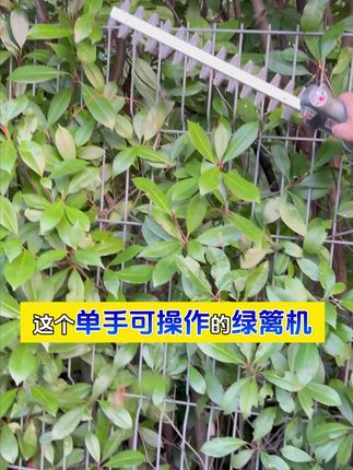 轻松修剪花园!无刷电动绿篱机小巧型携带超方便 今天下午四点半开始发货了!有运费险,不满意可退!快来看看吧!#贵州究竟有多少好吃的城市#如果在十八我没能送你花#恋爱要从一束花和正式告白开始#挑战用美食召唤周杰伦#一年一度的荷花爷爷返场啦