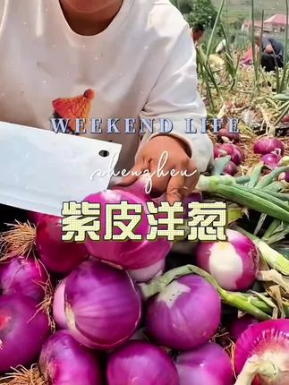 摘现发的新鲜紫皮洋葱,可以直接生吃,也可以凉拌炒菜,脆甜爽口非常好吃#紫皮洋葱#紫皮洋葱#洋葱#现摘现发
