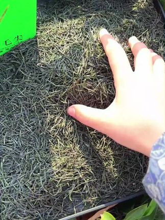 信阳原产地明前中芽雪芽,看得见的品质#信阳毛尖#绿茶#优质农产品#好喝不贵#高品质#高香气#嫩芽