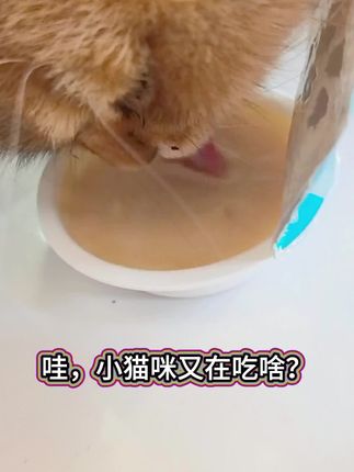 甜心厨房新出的厚乳杯真的绝了~我家挑嘴猫也贼爱吃,三种口味,可以换着吃!#甜心厨房 #科学养宠 #萌宠好物 #猫罐头