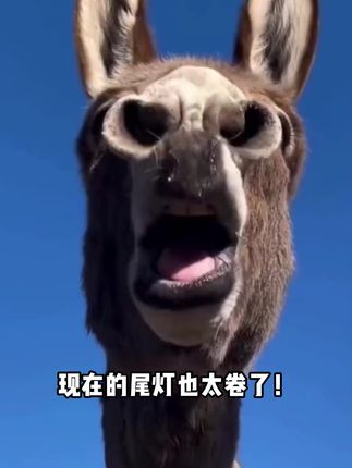 圆形尾灯固然好,青蛙尾灯回头率更高!你会怎么选?