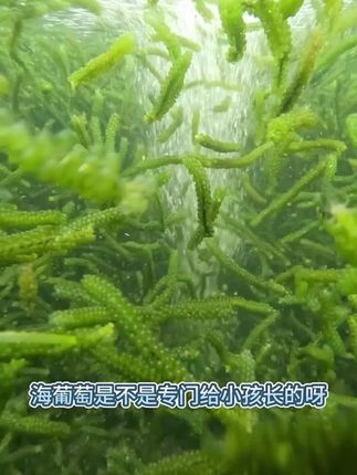 婆婆都夸的正宗海葡萄!泡发即食小孩菜DHA爆棚#儿童菜#小孩菜  #天然营养库