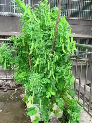 荷兰豆那么贵,推荐自己种,它好种又高产,现在种,两个月左右就能吃到荷兰豆