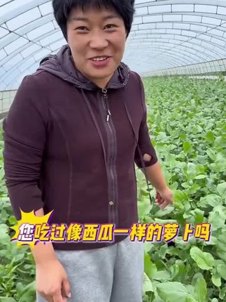 又到了种萝卜的季节了,推荐你也种上些甜脆多汁