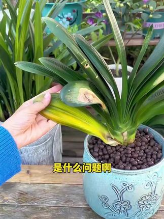 黄叶掉叶烂根,半死不活的,花盆里只要浇上一点这个,很快枝繁叶茂开花爆盆!