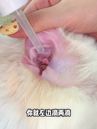 猫咪经常踢耳朵,甩耳朵,一定要及时清洁,不然严重的话耳道会发炎#萌宠好物 #宠物滴耳液