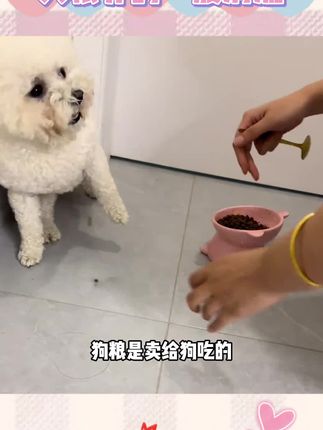 优质狗粮怎么选择?这里有你想要的答案#狗粮推荐 #网易天成专业好宠粮