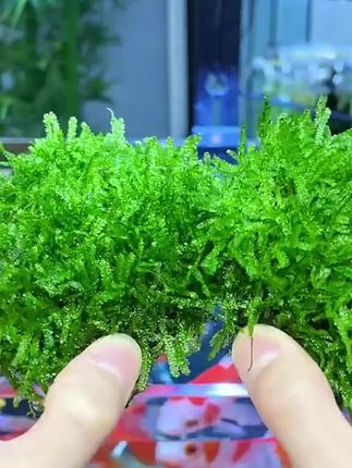 #郝邵文 推荐#水草 #水族造景 #水草造景 #造景 垂泪莫斯半球莫斯水草造景沉木大三角美凤尾垂泪莫丝半球阴性