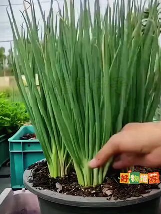 阳台小院啥也不种,也要种点小香葱#香葱#分葱#香葱种子#蔬菜种子