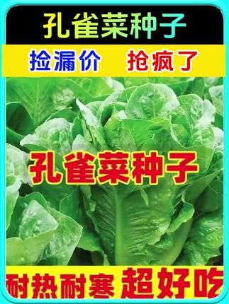 好吃又非常好种植的孔雀菜!#蔬菜种子 #在家种菜 #蔬菜 #孔雀菜