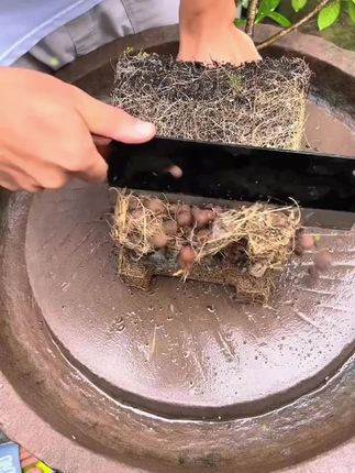 家里的绿植黄叶、掉叶、烂根、不开花的可能是缺少氮磷钾,快试试这个植物浓缩营养液