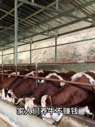 牛羊健胃不要慌,选品不知道怎么选,用它就行