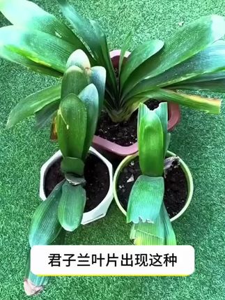 养月季真的很简单 半个月撒一次 枯草芽孢杆菌 月季无黑斑,白粉等病害 叶片干干净净。#养花