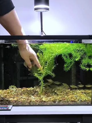 懒人的福音蜈蚣草,放在水里就能存活