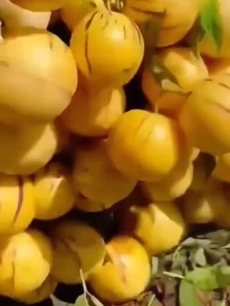 真“水”果尝鲜价!云南人参果 超补水!再也不用担心宝宝不爱喝水啦!抱着啃的不停歇