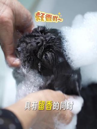 夏天狗狗容易反油反臭的家长,可以试一下这款超宠爱宠物沐浴露,改善宠物皮毛健康#狗狗洗澡#萌宠好物
