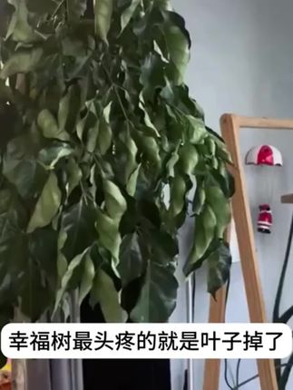 幸福树黄叶不生长,给它浇这种水很快枝繁叶茂爱开花!
