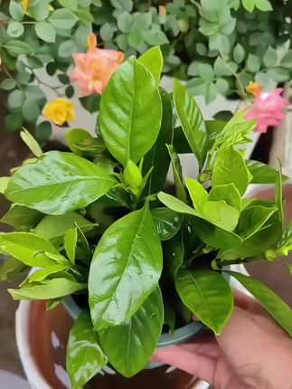 想要植物枝繁叶茂,只需在花盆里撒点这个硫酸亚铁,植物黄叶,不生长不开花都可以用它
