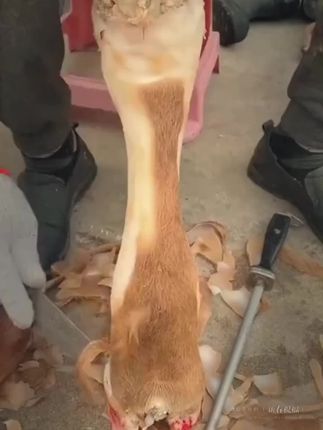 这才是孩子爱看的书,《少年智谋天下》教会孩子用谋略思维解决生活中的问题,提高孩子的情商和眼界#智慧谋略 #育儿