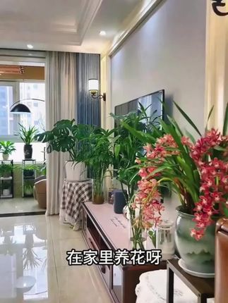 在室内养花,只要记住这个方法,就能叶片油亮,植物不黄叶不掉叶长得又快又好#养花小知识 #爱生活爱养花#花卉绿植