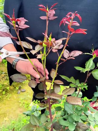 植物焦尖黑斑枯枝等各种问题,定时给它喷一喷,叶片就会干净油亮!
