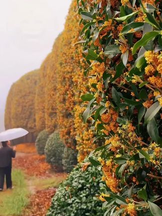 #桂花 很贪吃你知道吗?#桂花树 #家庭养花 #爱生活爱养花