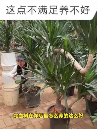 龙血树焦尖黄叶烂根?给它浇这种水很快就会枝繁叶茂!