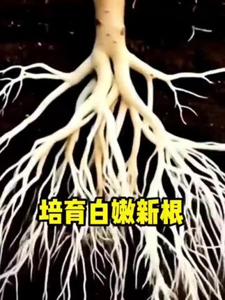 根腐病怎么防治,对症下药,根腐1号专业防治根腐软腐重茬土传病