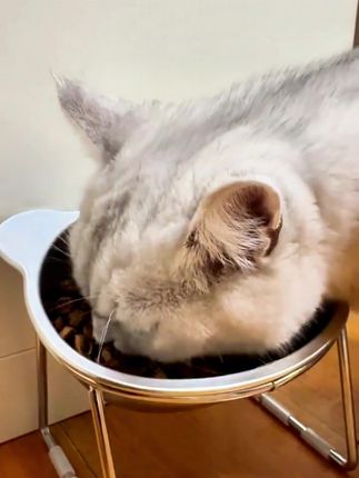 猫粮吃腻了?试试弗列加特猫粮,营养又健康,好吃不贵!