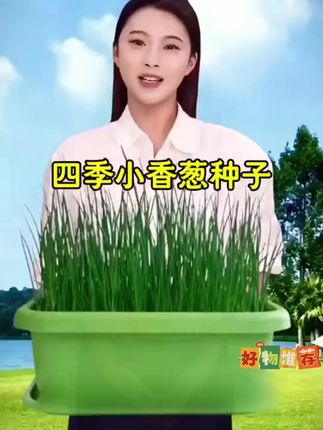 种花种草不如种上这款小香葱,落地生根见水发芽,一粒种子就能种出一大把葱,阳台花盆都可以种植。