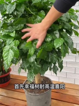 幸福树最头疼的就是黄叶掉叶,因为幸福树有小怪癖,得到满足才能枝繁叶茂!