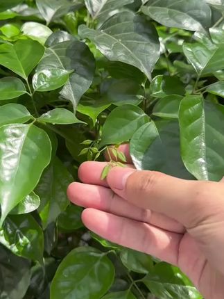 幸福树最头疼的就是黄叶掉叶,因为幸福树有小怪癖,得到满足才能枝繁叶茂!