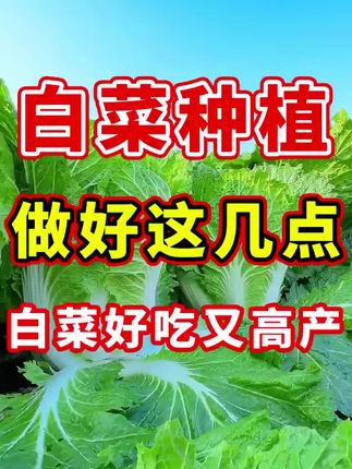 大白菜种植全攻略:时间选择与种植方法详解.