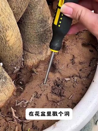 适合懒人用的植物再生剂,不用兑水稀释,直接插土里就可以 #园艺 #养花达人#绿植花卉#室内绿植