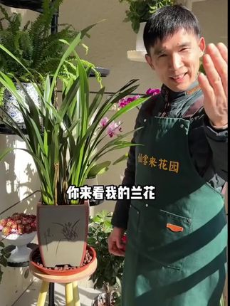 兰花其实很贪吃,满足它的大胃口,就能常年爆花、一茬一茬开不断#兰花 #兰花养护