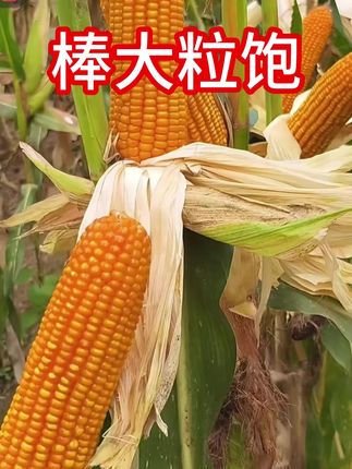 玉米不秃顶,籽粒饱满个数多