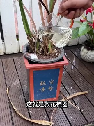 养花有技巧,多做这一步养花不再难 #种植小技巧 #园艺生活