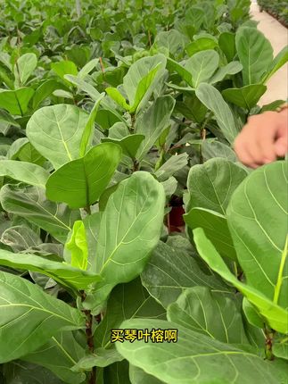 网红植物室内外园艺拍摄自然生长发货绿植盆栽#琴叶榕 #盆栽绿植 #仓库实拍 #种植基地 #源头好货