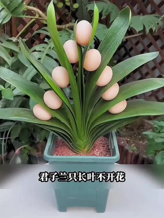 养君子兰必备专用肥,专为君子兰量身定制,预防黄叶枯萎烂根,促进花箭