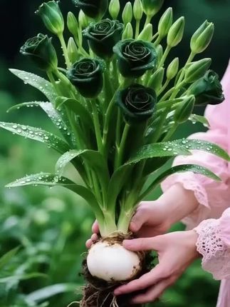 #好物推荐#玫瑰花老庄 #玫瑰花苗 #花卉绿植 #阳台小院均可种植