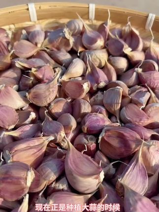 【老品种】紫皮大蒜 蒜瓣 苔蒜 可吃可种 2025年新干蒜 香蒜 蒜苗蒜